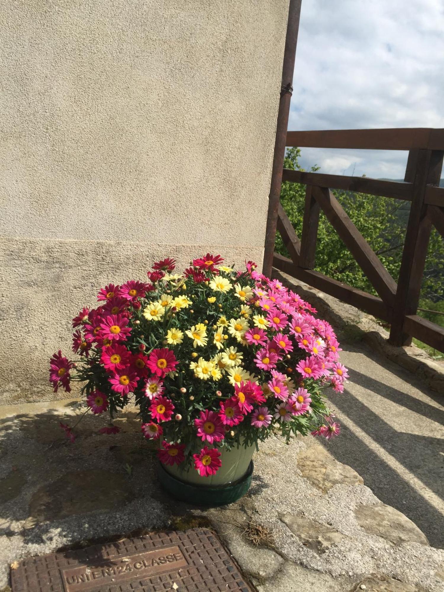 Bed and Breakfast Residenza Cima Le Vigne Millesimo Zimmer foto